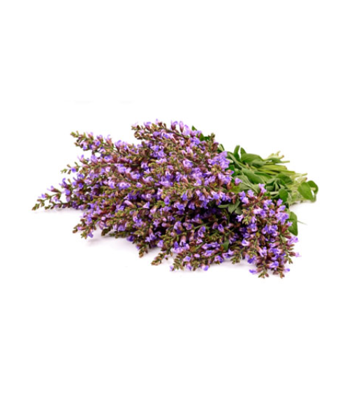 Clary Sage - Aroma Natural de Sálvia Esclareia